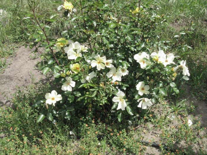 Austin31