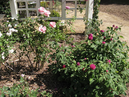 IMG_2578_resize