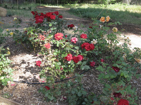 IMG_2580_resize