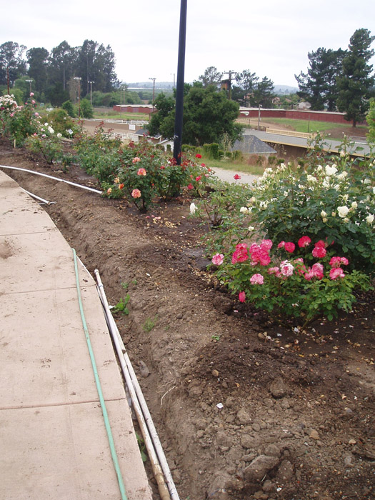 MBRS Rose Garden 7