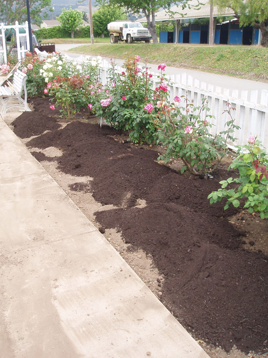 MbRS Rose Garden 2