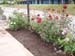 MBRS Rose Garden 4