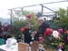 Exhibitors at Rose Show 010